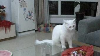 《猫变》在线观看,神秘异变背后的奇幻冒险